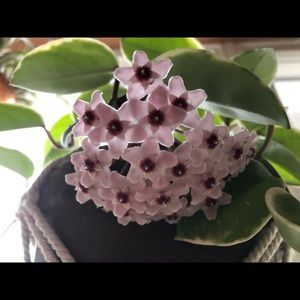 Meet your Posher, Billie